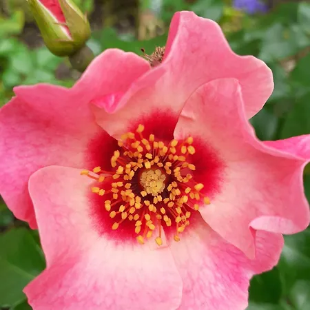 Gaestehaus 26 I 2 Gasthuis Bad Urach