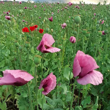 Gaestehaus 26 I 2 Bad Urach